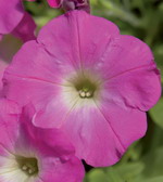 Сурфиния Табл Пинк Морон